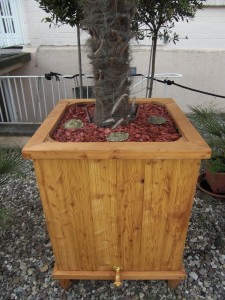 Winterharte Palme im Pflanzenkübel