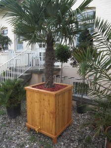 Pflanzenkübel für Palmen